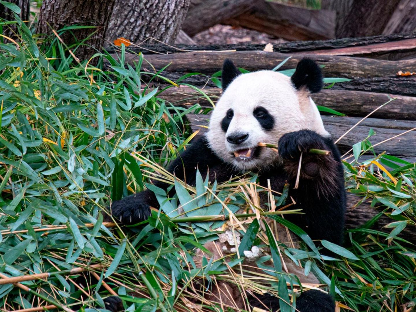 Panda mit Bambus im Maul
