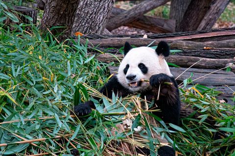 Panda mit Bambus im Maul