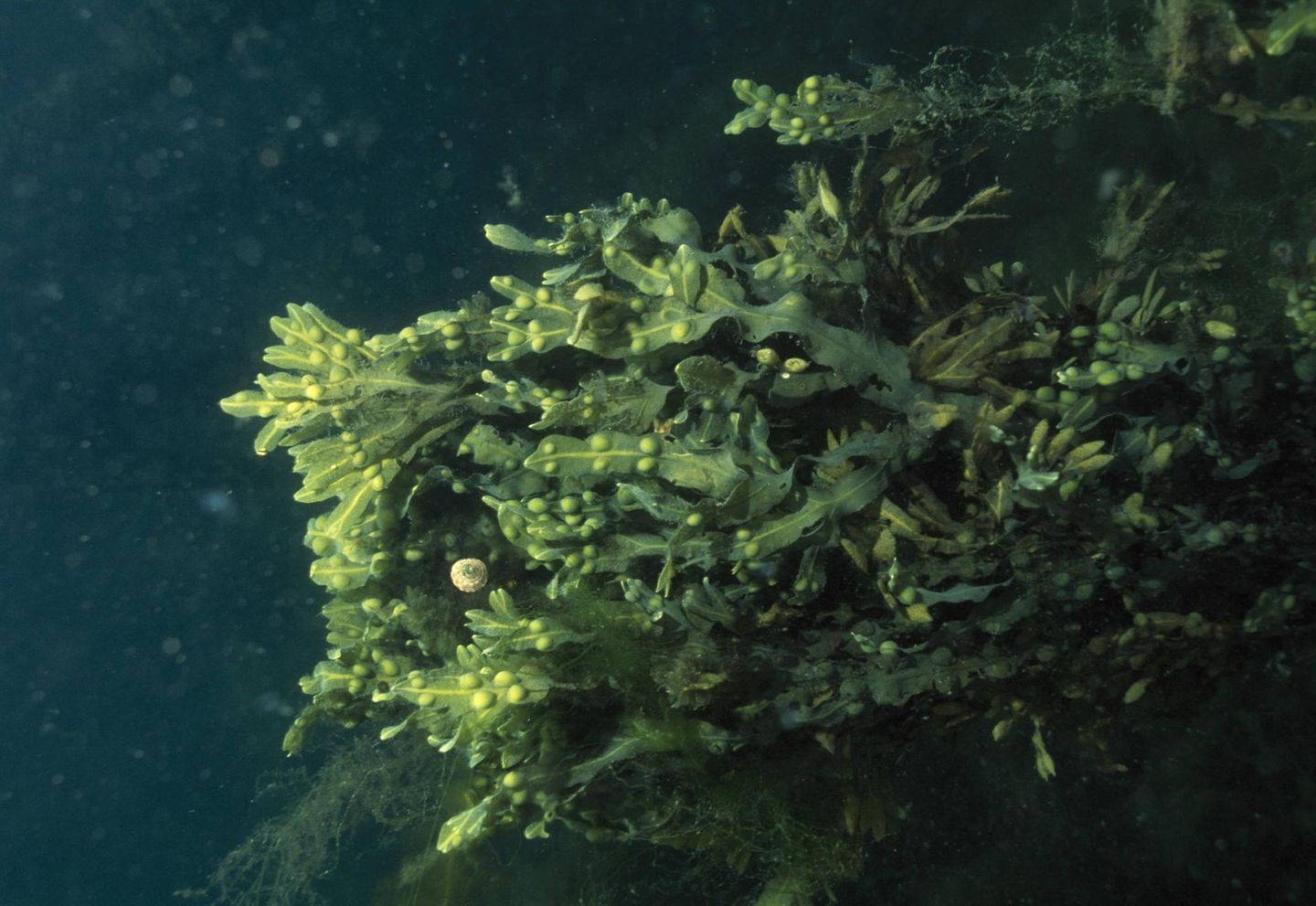 Unterwasseraufnahme: Großes Blasentanggebilde
