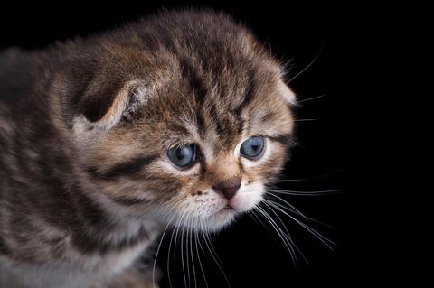 Katze Englisch Scottish Fold