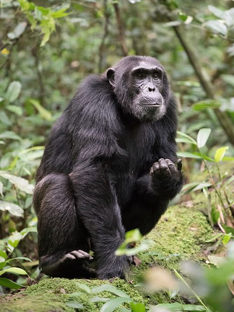 Das Bitterblatt Vernonia Amygdalina hilft bei Magenbeschwerden, Parasiten, Malaria – und scheint gar das Wachstum von Tumorzellen zu bremsen. Schimpansen wissen längst um die Heilkräfte der Pflanze     