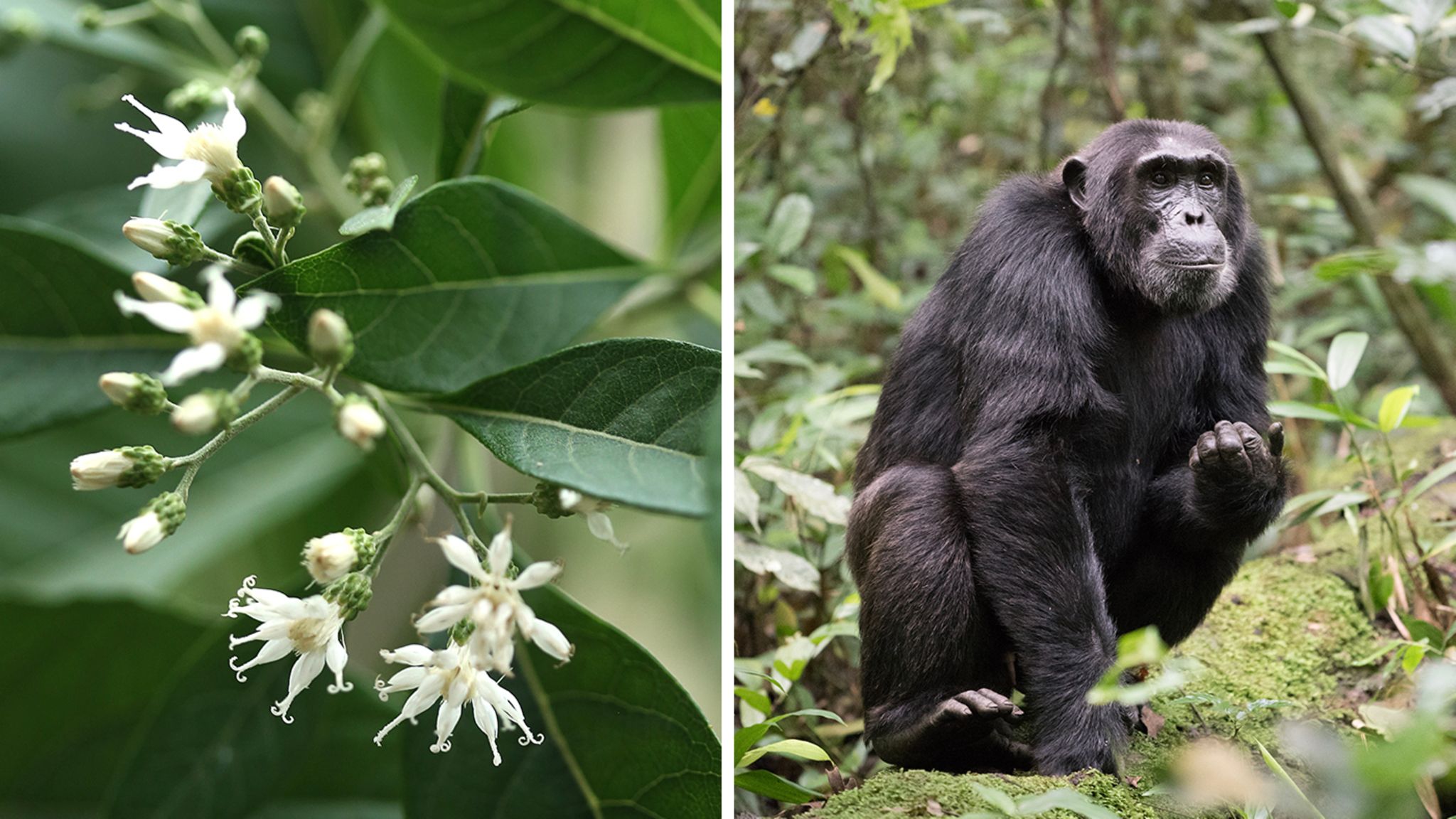 Das Bitterblatt Vernonia Amygdalina hilft bei Magenbeschwerden, Parasiten, Malaria – und scheint gar das Wachstum von Tumorzellen zu bremsen. Schimpansen wissen längst um die Heilkräfte der Pflanze     