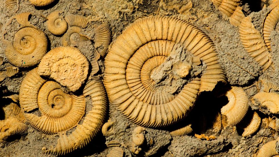 Ammoniten im Gestein Ammoniten im Gestein