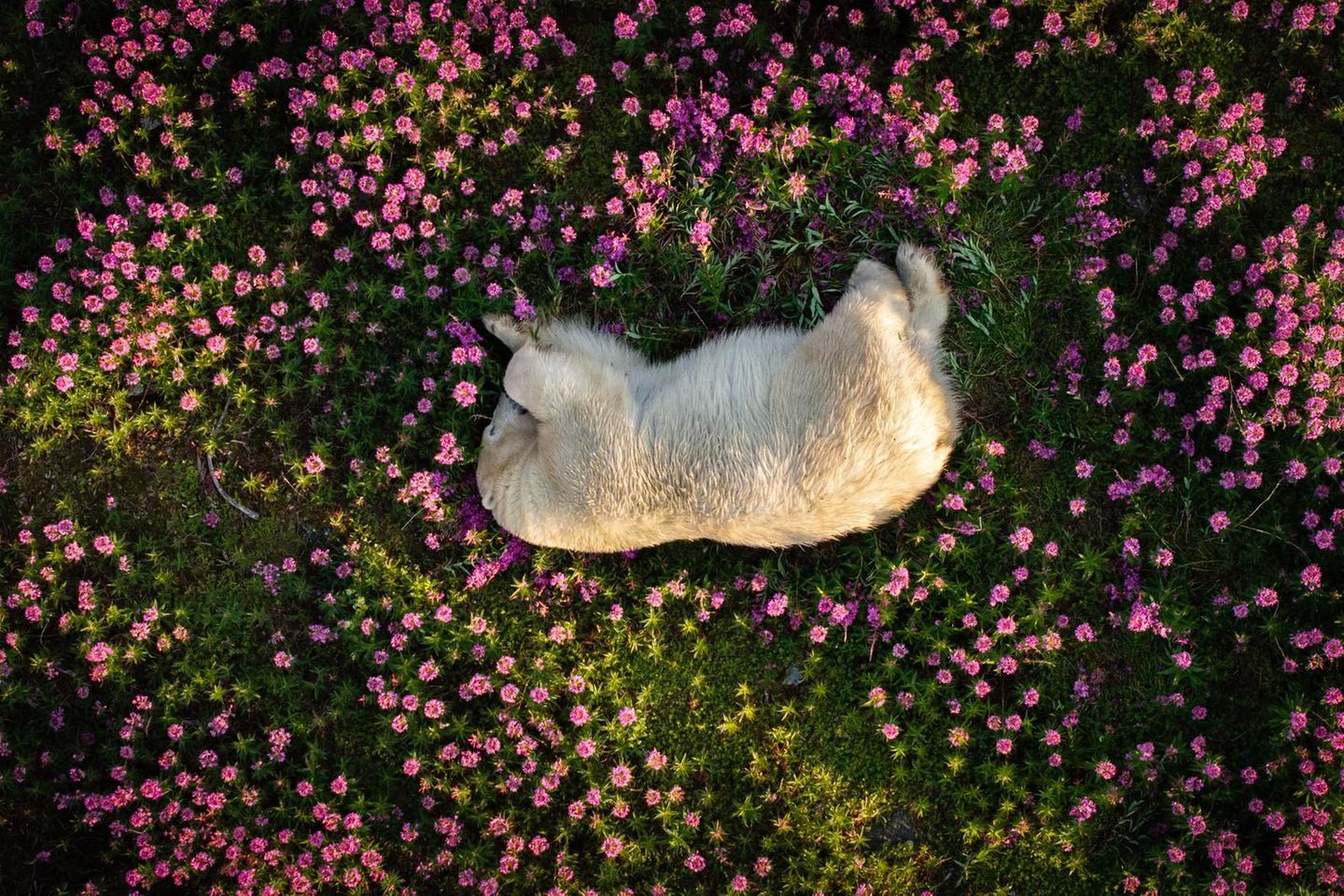 Churchill in der kanadischen Provinz Manitoba gilt als Eisbärenhauptstadt der Welt: Im Herbst ziehen die majestätischen Tiere in Scharen aus dem Landesinneren an die Küstenstadt und warten auf das Zufrieren des Meeres – und den Startschuss zur Robbenjagd. Der Fotograf Christopher Paetkau hat festgehalten, was die Bären im Sommer treiben. Auf der abgelegenen Insel Fireweed Island beobachtete er im ersten Morgenlicht einen Eisbären, der durch ein Meer aus magentafarbenen Weidenröschen streifte und im Leuchten des Sonnenaufgangs und der Blüten nach Küstenseeschwalben jagte. Als sich der Bär nach erfolgreicher Jagd zum Ausruhen auf die Röschen bettete, drückte Paetkau auf den Kameraauslöser seiner Drohne, die den friedlichen Moment aus respektvoller Entfernung einfing. Für sein Foto, das eindrücklich die Anpassungsfähigkeit der Tiere an eine sich verändernde Umwelt zeigt, erhält er die Auszeichnung "Foto des Jahres" des "The Nature Photography Contest 2024".