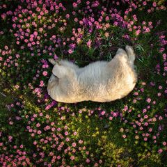 Churchill in der kanadischen Provinz Manitoba gilt als Eisbärenhauptstadt der Welt: Im Herbst ziehen die majestätischen Tiere in Scharen aus dem Landesinneren an die Küstenstadt und warten auf das Zufrieren des Meeres – und den Startschuss zur Robbenjagd. Der Fotograf Christopher Paetkau hat festgehalten, was die Bären im Sommer treiben. Auf der abgelegenen Insel Fireweed Island beobachtete er im ersten Morgenlicht einen Eisbären, der durch ein Meer aus magentafarbenen Weidenröschen streifte und im Leuchten des Sonnenaufgangs und der Blüten nach Küstenseeschwalben jagte. Als sich der Bär nach erfolgreicher Jagd zum Ausruhen auf die Röschen bettete, drückte Paetkau auf den Kameraauslöser seiner Drohne, die den friedlichen Moment aus respektvoller Entfernung einfing. Für sein Foto, das eindrücklich die Anpassungsfähigkeit der Tiere an eine sich verändernde Umwelt zeigt, erhält er die Auszeichnung "Foto des Jahres" des "The Nature Photography Contest 2024".