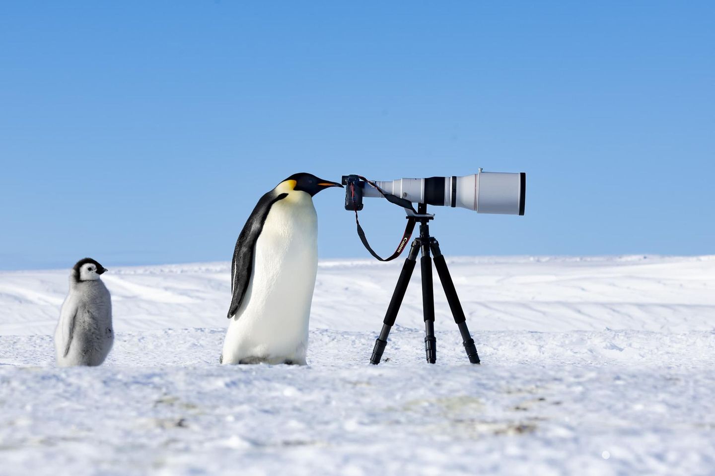 Neugierde ist universell – das beweist diese Pinguinmutter mit ihrem Jungen im Schlepptau. Sie blickt interessiert durch die Linse der Kamera, die der Fotograf Thomas Vijayan auf einem Stativ in den eisigen Weiten der Antarktis aufgestellt hat. Sein Foto friert einen Moment ein, der die besondere Bindung zwischen Pinguineltern und ihren Kindern zeigt. Die Jury kürte Vijayan zum "Fotografen des Jahres". "Seine Fähigkeit, die Schönheit der Natur und der darin lebenden Tiere einzufangen, zeigt seine Meisterhaftigkeit und tiefe Verbundenheit mit der Welt der Natur", schreibt sie in ihrer Begründung.