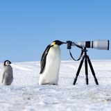 Neugierde ist universell – das beweist diese Pinguinmutter mit ihrem Jungen im Schlepptau. Sie blickt interessiert durch die Linse der Kamera, die der Fotograf Thomas Vijayan auf einem Stativ in den eisigen Weiten der Antarktis aufgestellt hat. Sein Foto friert einen Moment ein, der die besondere Bindung zwischen Pinguineltern und ihren Kindern zeigt. Die Jury kürte Vijayan zum "Fotografen des Jahres". "Seine Fähigkeit, die Schönheit der Natur und der darin lebenden Tiere einzufangen, zeigt seine Meisterhaftigkeit und tiefe Verbundenheit mit der Welt der Natur", schreibt sie in ihrer Begründung.