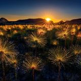 Wer braucht schon Schwarzpulver, Schwefel und Chemikalien, wenn die Natur doch die prächtigsten Feuerwerke zündet? Die langstielige Wildblume Paepalanthus chiquitensis jedenfalls vermag Sonnenlicht so zu reflektieren, dass der Eindruck entsteht, die seltenen Blumen würden leuchten. Marcio Cabral hat das optische Phänomen im brasilianischen Nationalpark Chapada dos Vaedeiros eingefangen und zählt damit zu den Finalisten in der Kategorie "Planzenwelt". 