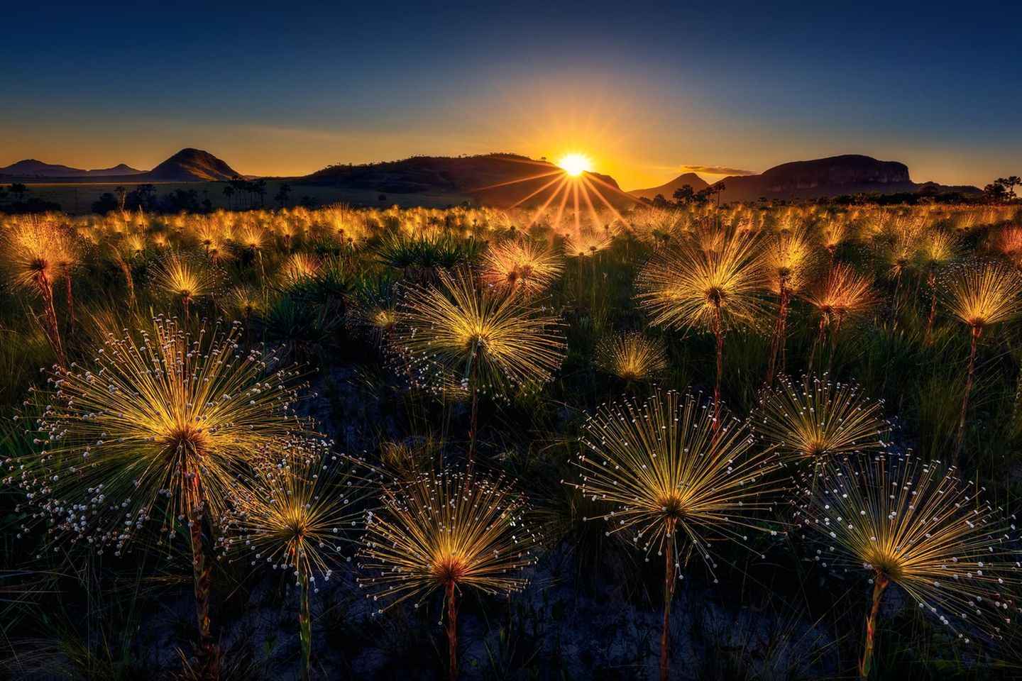Wer braucht schon Schwarzpulver, Schwefel und Chemikalien, wenn die Natur doch die prächtigsten Feuerwerke zündet? Die langstielige Wildblume Paepalanthus chiquitensis jedenfalls vermag Sonnenlicht so zu reflektieren, dass der Eindruck entsteht, die seltenen Blumen würden leuchten. Marcio Cabral hat das optische Phänomen im brasilianischen Nationalpark Chapada dos Vaedeiros eingefangen und zählt damit zu den Finalisten in der Kategorie "Planzenwelt". 