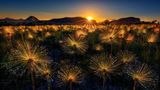 Wer braucht schon Schwarzpulver, Schwefel und Chemikalien, wenn die Natur doch die prächtigsten Feuerwerke zündet? Die langstielige Wildblume Paepalanthus chiquitensis jedenfalls vermag Sonnenlicht so zu reflektieren, dass der Eindruck entsteht, die seltenen Blumen würden leuchten. Marcio Cabral hat das optische Phänomen im brasilianischen Nationalpark Chapada dos Vaedeiros eingefangen und zählt damit zu den Finalisten in der Kategorie "Planzenwelt". 