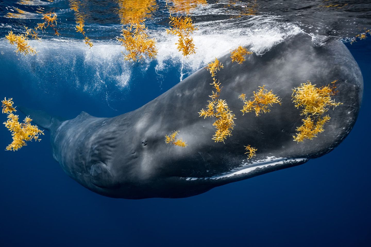 Tonnenweise Sargassum-Algen treiben im Wasser, als James Ferrara vor der Küste von Dominica mit einer Herde Pottwale taucht. Plötzlich rast ein gigantischer Pottwal auf den Fotografen zu. Doch der lässt sich nicht beeindrucken und drückt auf den Auslöser seiner Kamera, während der Wal wie ein Zug um Haaresbreite an ihm vorbeirauscht. Die Standhaftigkeit zahlt sich aus: Mit seiner Bildkomposition aus den Braunalgen und dem Wal aus nächster Nähe gewinnt Ferrara in der Kategorie "Unterwasser". 