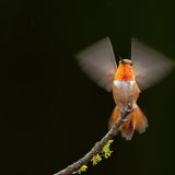 Die Kolibris in seinem Garten kennt Charles Janson ganz genau, schließlich haben diese einen Lieblingsplatz, zu dem sie immer wieder zurückkehren – und vorhersehbare Gewohnheiten. Als dieser rotbraune Kolibri nach einem Tag hoch oben in den Baumwipfeln zum Futterspender hinabfliegt, weiß Janson deshalb genau, was passieren wird und kann rechtzeitig seine Kamera positionieren – um so den Moment einfangen, in dem der Vogel das Futter vehement gegen andere Vögel verteidigt. Weil das Abendlicht bereits schwach ist, gelingt es nicht, den Vogel mit einer kurzen Verschlusszeit gänzlich einzufrieren. Doch die aufgeregt flatternden Flügel verleihen der Action-Aufnahme noch mehr Dynamik – und Janson einen Finalistenplatz in der Kategorie "Vögel". 