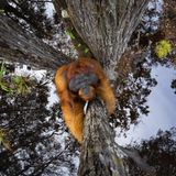 Dass Naturfotografie harte Arbeit ist, beweist diese Aufnahme von Thomas Vijayan: Stundenlang fährt er mit einem kleinen Fiberglasboot zur Mündung eines kleinen Flusses, durchschreitet zu Fuß das hüfthohe, von Krokodilen wimmelnde Wasser, klettert dann auf einen riesigen Baum am Ufer – und wartet ab. Dafür wird er belohnt: Als ein Orang-Utan den Baum hinauf klettert, gelingt es ihm, nicht nur dessen überraschtes Gesicht einzufangen, sondern auch die Spiegelung des Himmels im Wasser – und so den Eindruck zu erwecken, als stünde die Welt kopf. "Die größte Herausforderung bei diesem Erlebnis war es, ruhig zu bleiben, während der Orang-Utan vor mir stand", sagt Vijayan, der mit seinem Foto zu den Finalisten in der Kategorie "Tierwelt" zählt.