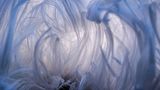 Haareis ist ein Naturschauspiel, das sich nur selten zeigt: Die an Zuckerwatte erinnernde Struktur bildet sich auf feuchtem Totholz – allerdings nur dann, wenn gleichzeitig Temperaturen um 0 Grad Celsius, eine hohe Luftfeuchtigkeit und absolute Windstille herrschen. Die haarige Struktur entsteht vermutlich dadurch, dass Pilze das Wasser im Holz an die Oberfläche drücken, wo es sich beim Gefrieren ausdehnt. Das aus dem Holz nachdrängende Wasser drückt das Eis in seiner speziellen Form heraus und verwandelt es in feine Eiswolle. Meist verschwindet das Haareis nach wenigen Stunden. Berthold Grünhagen hat es für die Ewigkeit festgehalten und gewinnt damit in der Kategorie "Makrofotografie".