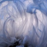 Haareis ist ein Naturschauspiel, das sich nur selten zeigt: Die an Zuckerwatte erinnernde Struktur bildet sich auf feuchtem Totholz – allerdings nur dann, wenn gleichzeitig Temperaturen um 0 Grad Celsius, eine hohe Luftfeuchtigkeit und absolute Windstille herrschen. Die haarige Struktur entsteht vermutlich dadurch, dass Pilze das Wasser im Holz an die Oberfläche drücken, wo es sich beim Gefrieren ausdehnt. Das aus dem Holz nachdrängende Wasser drückt das Eis in seiner speziellen Form heraus und verwandelt es in feine Eiswolle. Meist verschwindet das Haareis nach wenigen Stunden. Berthold Grünhagen hat es für die Ewigkeit festgehalten und gewinnt damit in der Kategorie "Makrofotografie".