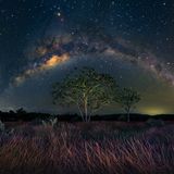 Ein Feld mit Melassegrasblüten, ein Embauba-Baum und die Milchstraße, die sich über die Szenerie wölbt und sie mit ihrem Licht erhellt: Mit dieser Aufnahme zählt Marcio Cabral zu den Finalisten in der Kategorie "Nachtwelt". Der Embauba-Baum wird auch als Ameisenbaum bezeichnet, weil in seinem Inneren Heerscharen von Ameisen leben. Sie schützen den Baum vor Schädlingen und großen Pflanzenfressern – und finden im Gegenzug Nahrung und Schutz.