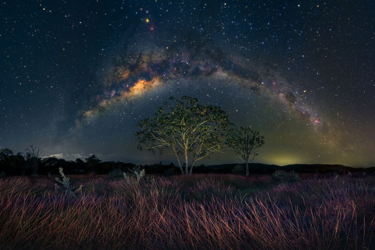 Ein Feld mit Melassegrasblüten, ein Embauba-Baum und die Milchstraße, die sich über die Szenerie wölbt und sie mit ihrem Licht erhellt: Mit dieser Aufnahme zählt Marcio Cabral zu den Finalisten in der Kategorie "Nachtwelt". Der Embauba-Baum wird auch als Ameisenbaum bezeichnet, weil in seinem Inneren Heerscharen von Ameisen leben. Sie schützen den Baum vor Schädlingen und großen Pflanzenfressern – und finden im Gegenzug Nahrung und Schutz.