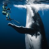 "Sweet Girl" machte ihrem Namen alle Ehre. Die junge Walkuh war bekannt für ihr sanftes Wesen, ihre Fähigkeit, mit Menschen in Kontakt zu treten – und eine gewisse Magie, die jeden in ihren Bann zog. So auch die Unterwasserfotografin Rachel Moore, die Sweet Girl hier wie eine alte Freundin trifft. Ihre Kollegin Sina Ritter hat die berührende Begegnung festgehalten. "Sweet Girl hatte einen sanften Charme, eine fast magnetische Neugier, die einem das Gefühl gab, Teil ihrer Welt zu sein, wenn auch nur für einen Moment", sagt Ritter, die mit dem Foto die Kategorie "Geteilter Planet" gewinnt. Sweet Girl hingegen ereilte ein tragisches Schicksal: Sie wurde im vergangenen Oktober von einem großen, schnell fahrenden Schiff gerammt und tödlich verletzt. Das Foto ist deshalb auch ein Appell, die Geschwindigkeit von Fähren während der Walsaison zu drosseln.