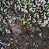 Der Anblick ist schockierend: Das Arten- und Habitatschutzgebiet Phú Mỹ in Vietnam, ein saisonales Feuchtgebiet, ist nach einem verheerenden Brand fast vollständig niedergebrannt. Aus der überfluteten Fläche, auf der eine Fischerfamilie mit ihrem Boot fährt, ragen verkohlte Baumstümpfe. Doch schon sprießt wieder das erste Grün: Ein Zeichen dafür, dass das Leben aller Trostlosigkeit zum Trotz weitergeht  –  und neu entsteht. Diem Cao ist Finalist in der Kategorie "Umweltauswirkungen".