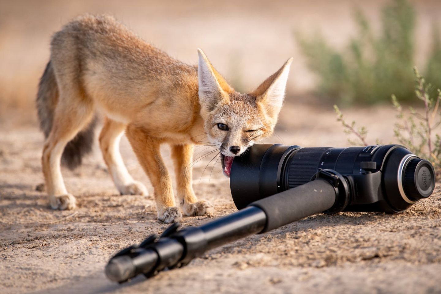 Neugierig inspiziert ein junger Kitfuchs das Objektiv einer Kamera. Wie es wohl riecht, wie es schmeckt, woraus es besteht? Der Schnappschuss des Fuchses aus dem trockenen Westen Nordamerikas bringt Brian Clopp den Sieg in der Kategorie "Lustige Natur" ein.