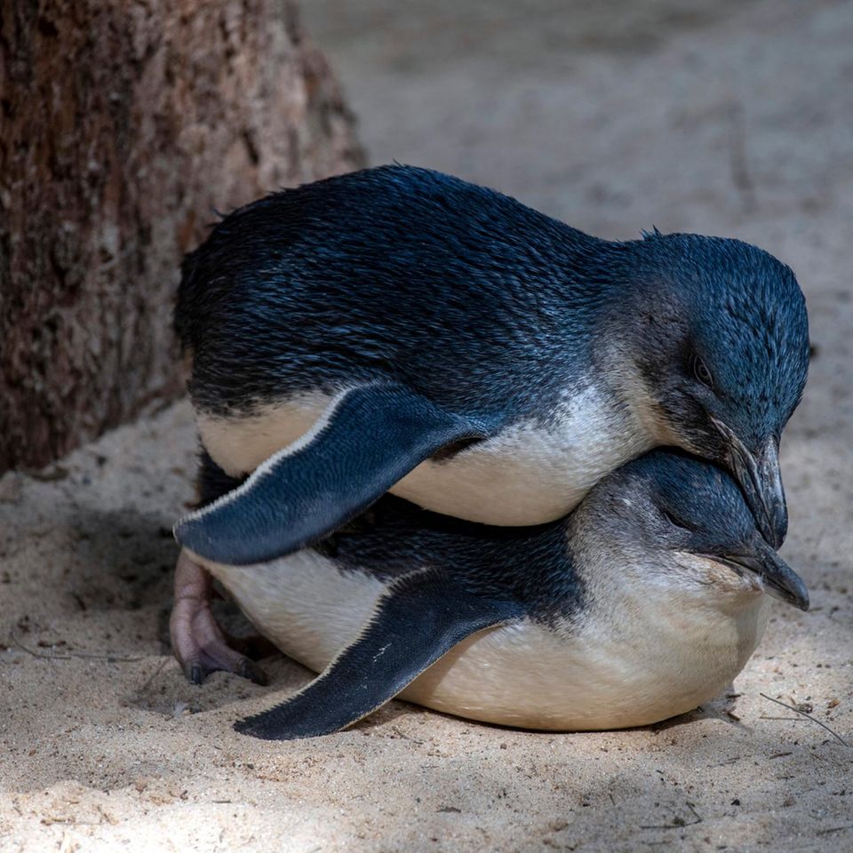 Zwergpinguine leben in monogamen Zweierbeziehungen. Doch nicht immer sind diese für die Ewigkeit bestimmt