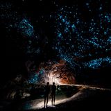 Die Waitomo Caves (auch Waitomo-Höhlen) auf der Nordinsel beherbergen ein wunderschön anzuschauendes Naturphänomen. Die Höhlendecke ist von abertausenden Lichtpunkten beleuchtet, die in der Dunkelheit bläulich schimmern. Wer jetzt an Glühwürmchen denkt, liegt falsch. Tatsächlich sind es Pilzmückenlarven, die selbstleuchtende Fäden produzieren, um Beute anzulocken und zu fangen. Die lumineszierenden Fäden sind klebrig und werden so zur Falle. Die drei Höhlen können zu Fuß oder auch auf einer Bootstour erkundet werden. Neben dem faszinierenden Leuchten der Mückenlarven sind auch die vielen Stalaktiten und Stalagmiten den Besuch wert.