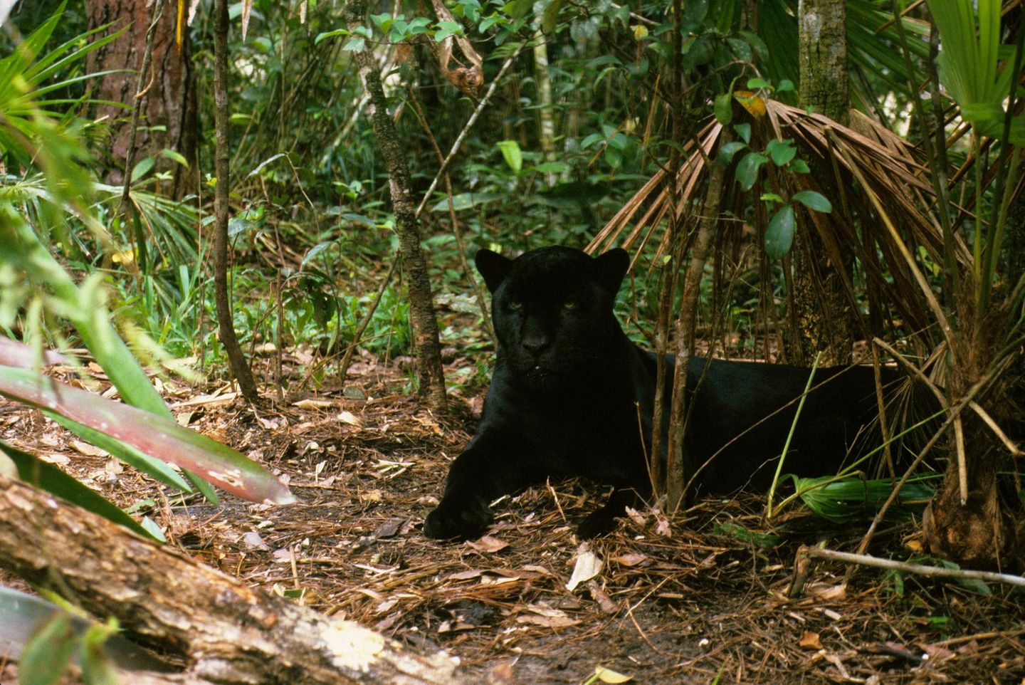 Wo der Jaguar (über)lebt: Cockscomb Basin Wildlife Sanctuary Jaguar, Jaguare (Panthera onca), bedrohte Tierart, Raubkatzen, Raubtiere, Säugetiere, Tiere, Jaguar Black form resting in shade, Cockscomb Basin Jaguar Sanctuary, Belize, Schwärzling