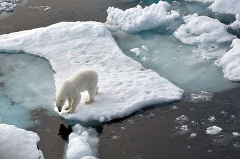 Eisbär auf Scholle