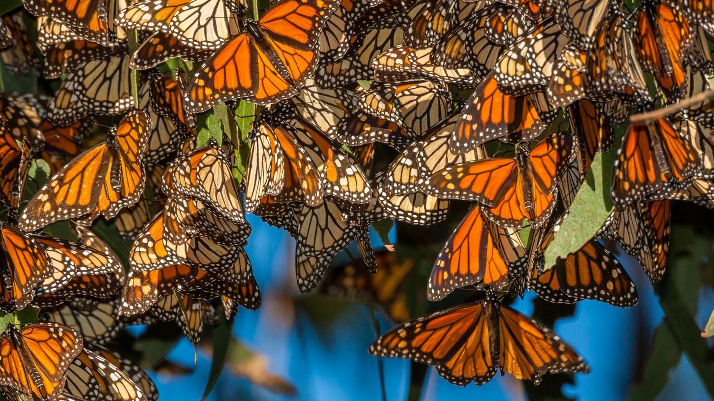 Bedrohter Schmetterling: Ermutigende Zahlen: Erholt sich die Monarchfalter-Population endlich?