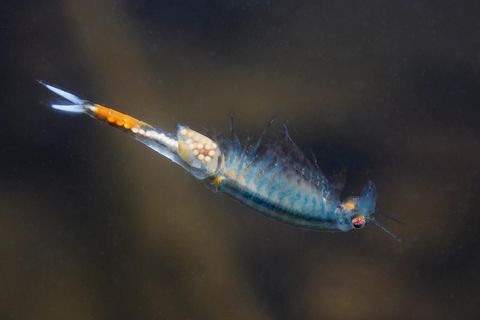 Fairy Shrimp (Eubranchipus grubii) close up. Underwater photography in the nature. Little beautiful white crustacean swimming upside-down in the water. Pond and lake habitat.