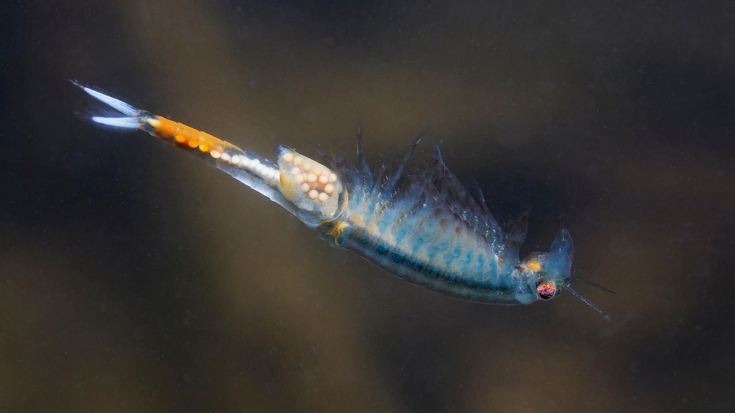 Fairy Shrimp (Eubranchipus grubii) close up. Underwater photography in the nature. Little beautiful white crustacean swimming upside-down in the water. Pond and lake habitat.