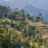 Reisterrassen
