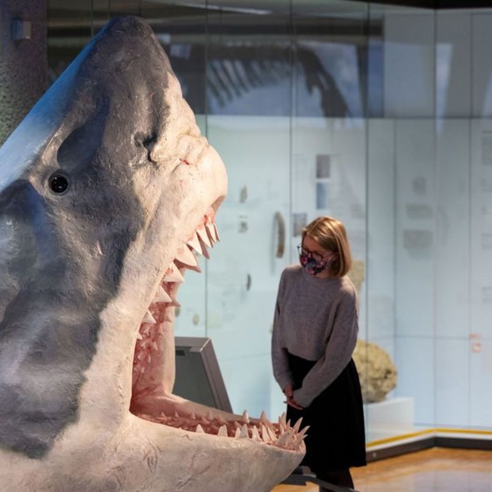 Der Urzeit-Hai Megalodon im Museum