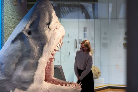Der Urzeit-Hai Megalodon im Museum