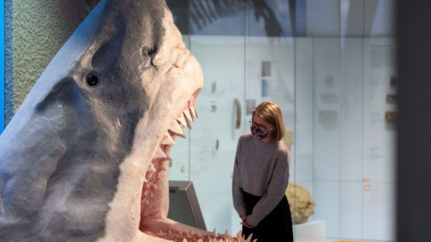 Der Urzeit-Hai Megalodon im Museum