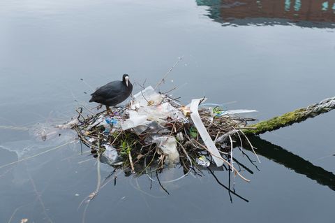 Blässhuhn auf Nest mit Plastikmüll