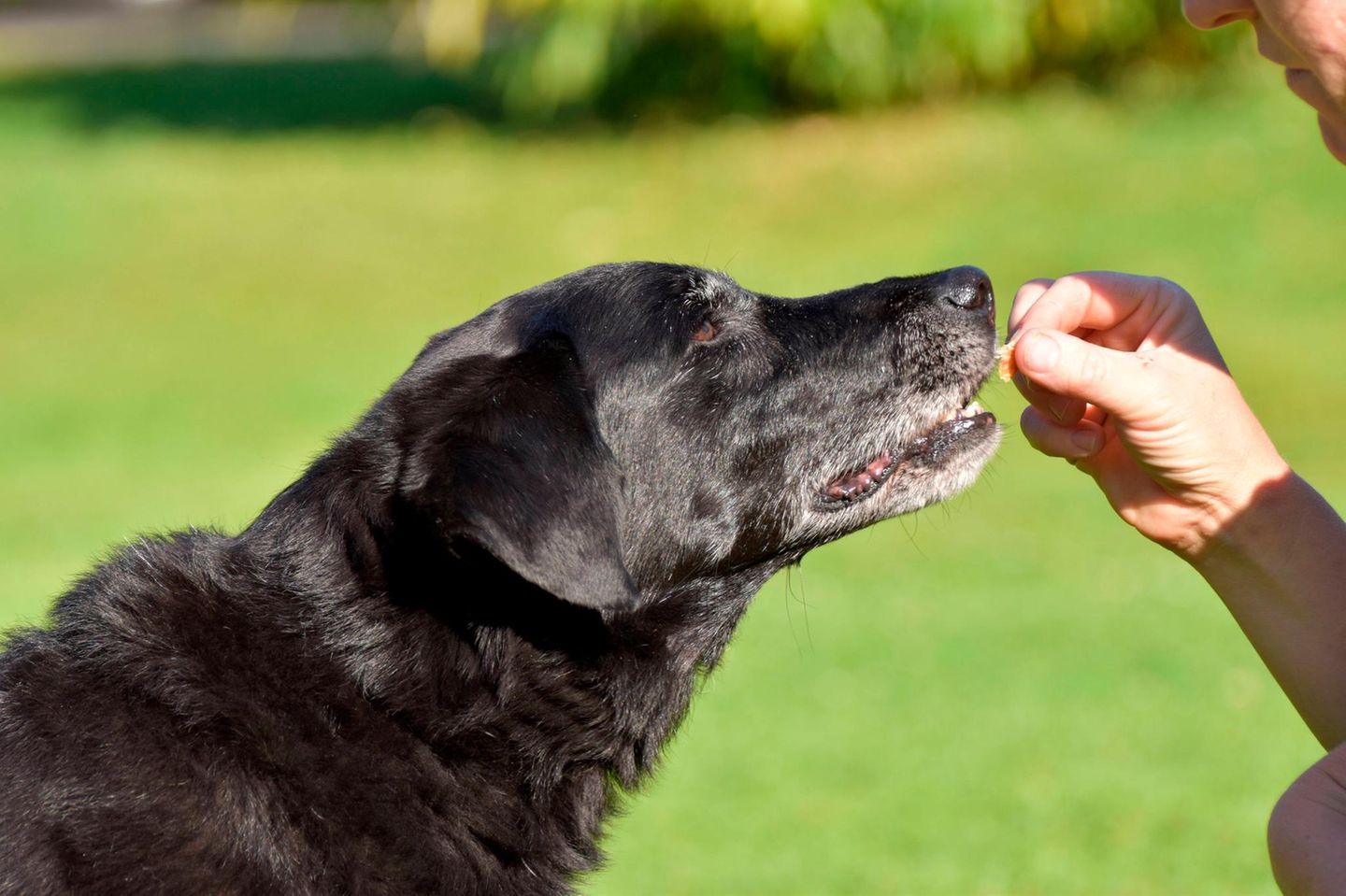 Hund bekommt ein Leckerli