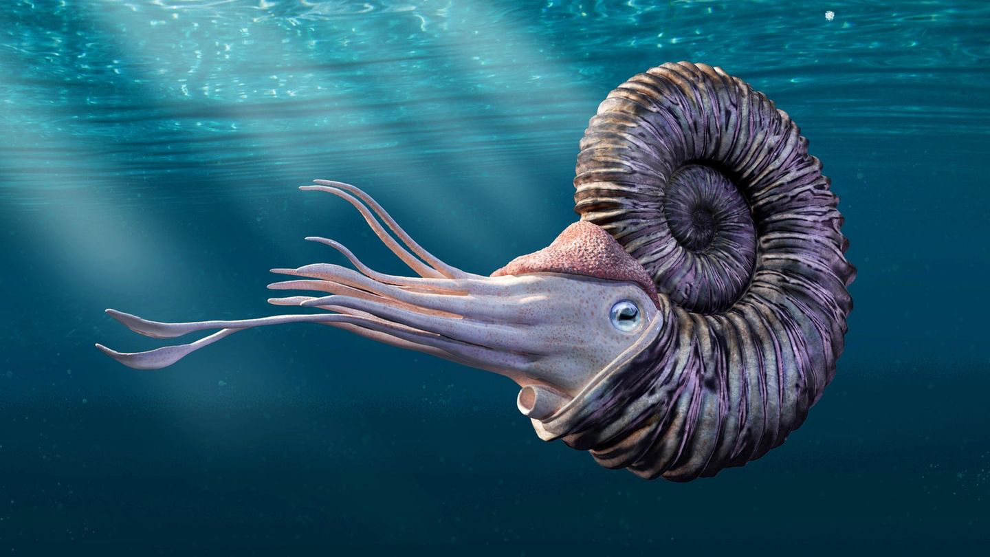Ein Ammonit schwimmt durch das Urmeer (Rekonstruktion) Ein Ammonit schwimmt durch das Urmeer (Rekonstruktion)