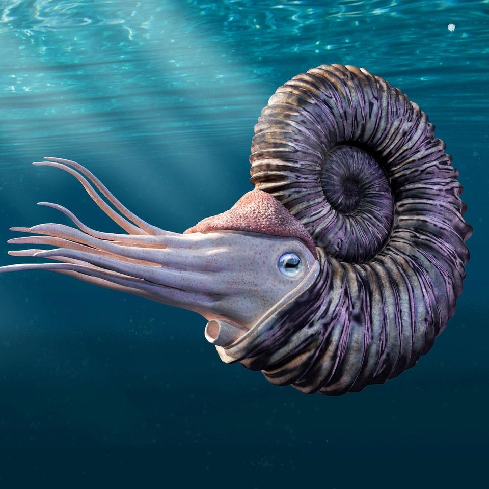 Ein Ammonit schwimmt durch das Urmeer (Rekonstruktion)