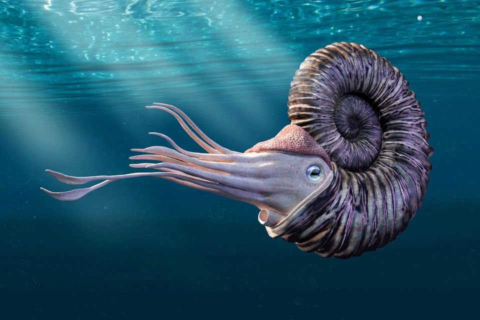 Ein Ammonit schwimmt durch das Urmeer (Rekonstruktion) 1.6