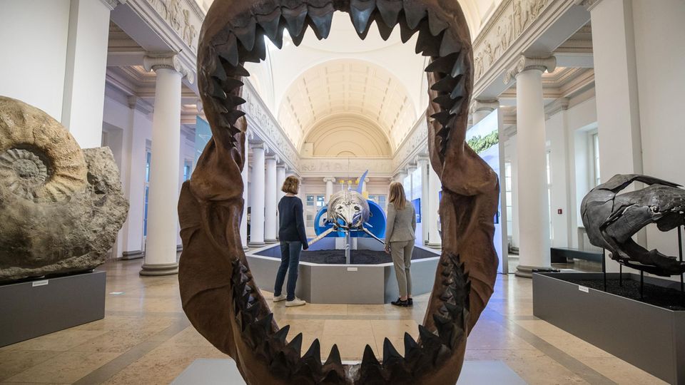 Stuttgart: Besucher im Naturkundemuseum mit Gebiss eines Megalodons im Vordergrund