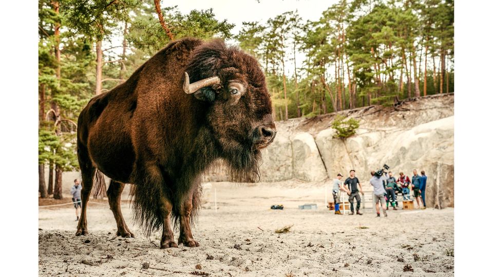 Stattlich: Ein echtes Bison stellt die Tiergestalt von Brandon dar. Es steht in einer Senke, die später der Verwandlungsplatz der Clearwater High sein wird