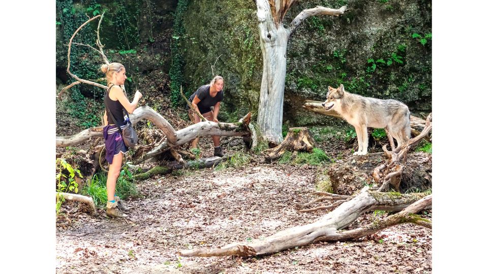 Dickkopf: Wolfsdame Lubine ignoriert die Anweisungen von Tiertrainerin Katja Elsässer (Mitte) zunächst. Doch am Ende spielt sie mit …