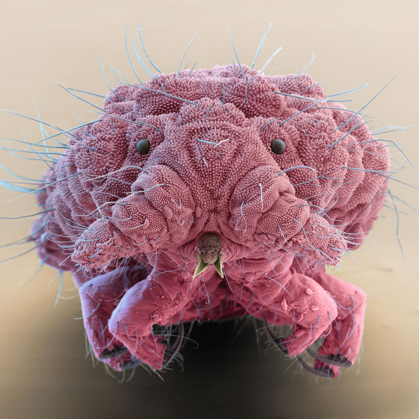 Sie fühlen sich überall wohl, wo es feucht ist: in Komposthaufen zum Beispiel, in vermodernden Baumstümpfen oder in nassem Laub. Stochert man darin herum, machen die nur ein bis fünf Millimeter großen Springschwänze ihrem Namen alle Ehre und hüpfen davon. Springschwänze gehören zu den fortpflanzungsfreudigsten Tieren überhaupt und sind bei ihrer Nahrung wenig wählerisch: Laub schmeckt ihnen ebenso wie Tierkot, Aas, Pilzgeflechte, Pollen oder Mikroorganismen. Obwohl wir sie kaum wahrnehmen, ist ihre Vielfalt enorm – in Deutschland leben 522 verschiedene Arten von Springschwänzen.