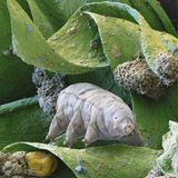 Man täte den Bärtierchen unrecht, wenn man sie als reine Bodentiere bezeichnen würde. Die kleinen Tiere, die mit ihrer tapsigen Fortbewegung an Bären erinnern, fühlen sich fast überall wohl. Sie leben im salzigen Meer, im Süßwasser – aber auch in feuchten Lebensräumen an Land, zum Beispiel in Moos, in der Laubstreu und im Wasserfilm nasser Böden. Die Gattung Milnesium besiedelt die Erde schon seit Urzeiten: Fossilien der Tiere finden sich bereits in Ablagerungen aus der Kreidezeit. 