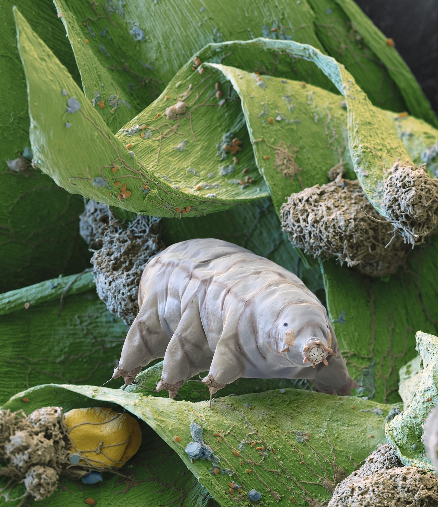 Man täte den Bärtierchen unrecht, wenn man sie als reine Bodentiere bezeichnen würde. Die kleinen Tiere, die mit ihrer tapsigen Fortbewegung an Bären erinnern, fühlen sich fast überall wohl. Sie leben im salzigen Meer, im Süßwasser – aber auch in feuchten Lebensräumen an Land, zum Beispiel in Moos, in der Laubstreu und im Wasserfilm nasser Böden. Die Gattung Milnesium besiedelt die Erde schon seit Urzeiten: Fossilien der Tiere finden sich bereits in Ablagerungen aus der Kreidezeit. 