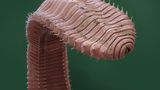 Sie sind die wohl bekanntesten Bodenbewohner – und die wichtigsten Würmer noch dazu: Regenwürmer. Rund 670 verschieden Arten aus der Familie der Lumbricidae sind welteit zu finden. Charles Darwin wurde seinerzeit verspottet, als er die tauben, blinden und stummen Würmer in seinem Spätwerk als clevere Geschöpfe pries. Heute wissen wir: Regenwürmer sind tatsächlich geniale Klimaschützer, die den Boden lockern, Kohlenstoff binden und uns vor Hochwasser schützen.