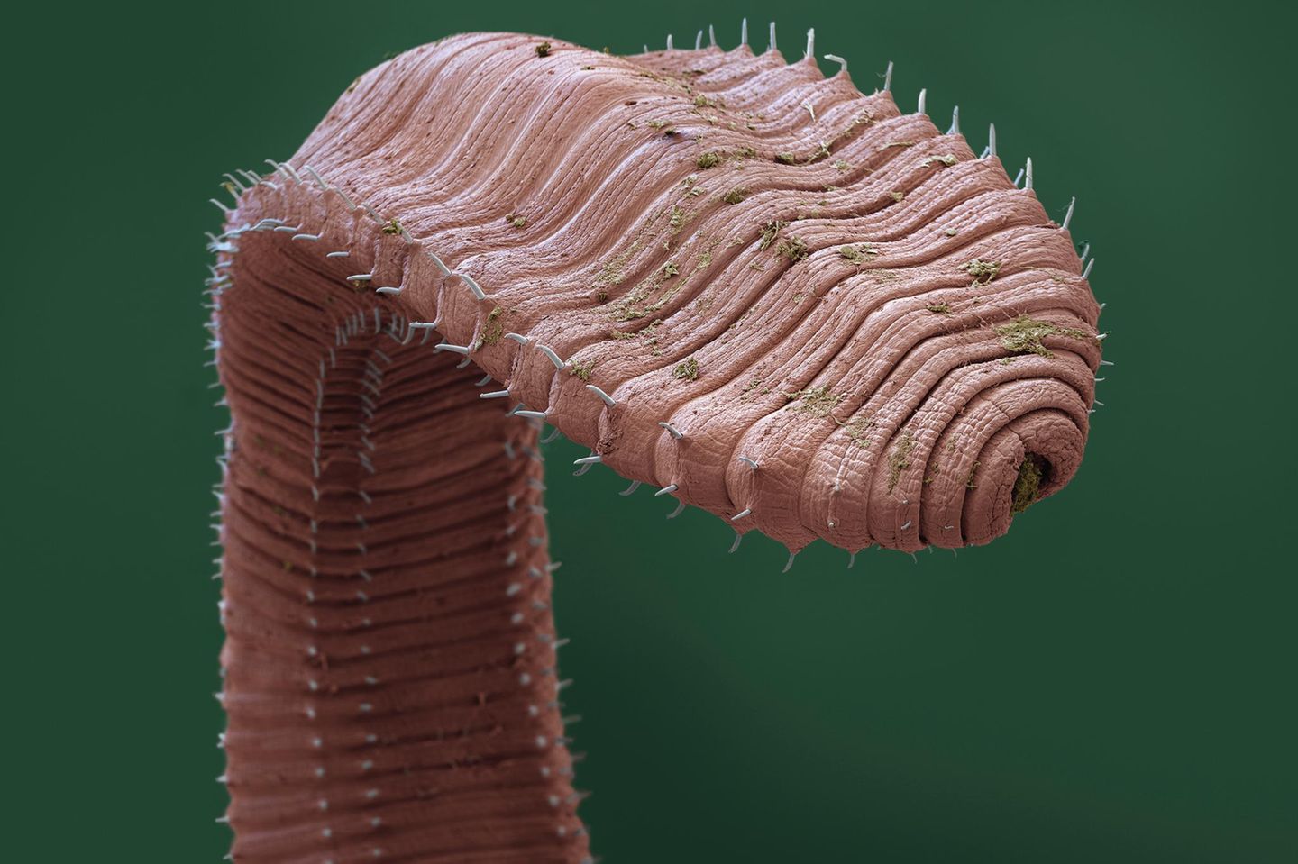 Regenwurm Sie sind die wohl bekanntesten Bodenbewohner – und die wichtigsten Würmer noch dazu: Regenwürmer. Rund 670 verschieden Arten aus der Familie der Lumbricidae sind welteit zu finden. Charles Darwin wurde seinerzeit verspottet, als er die tauben, blinden und stummen Würmer in seinem Spätwerk als clevere Geschöpfe pries. Heute wissen wir: Regenwürmer sind tatsächlich geniale Klimaschützer, die den Boden lockern, Kohlenstoff binden und uns vor Hochwasser schützen.