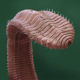 Sie sind die wohl bekanntesten Bodenbewohner – und die wichtigsten Würmer noch dazu: Regenwürmer. Rund 670 verschieden Arten aus der Familie der Lumbricidae sind welteit zu finden. Charles Darwin wurde seinerzeit verspottet, als er die tauben, blinden und stummen Würmer in seinem Spätwerk als clevere Geschöpfe pries. Heute wissen wir: Regenwürmer sind tatsächlich geniale Klimaschützer, die den Boden lockern, Kohlenstoff binden und uns vor Hochwasser schützen.