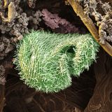 Wimpertierchen der Gattung Colpidium sind winzig, aber sie leisten der Wissenschaft einen großen Dienst. Weil die mit Wimpern überzogenen Einzeller gern in stark verschmutzten Gewässern hausen, dienen sie zusammen mit anderen Organismen der Mirkofauna als Indikatoren für die Belastung eines Gewässers. 